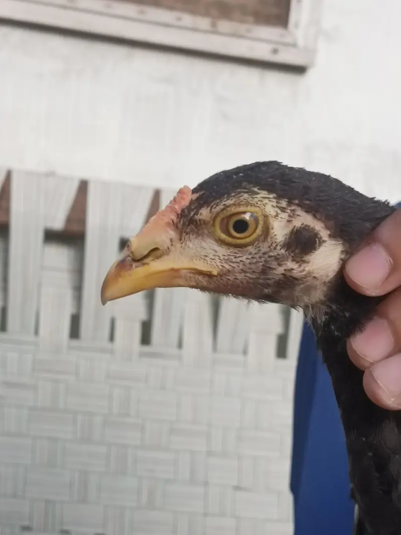 aseel quality chicks — photo 8