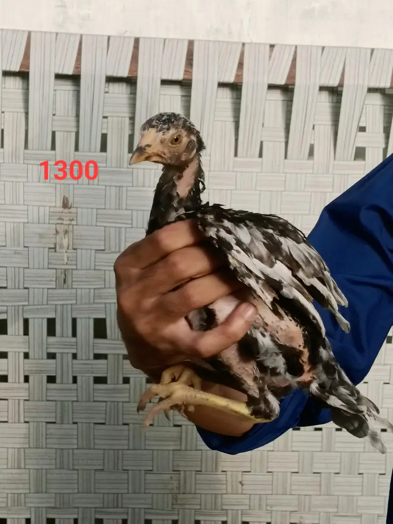 aseel quality chicks — photo 9