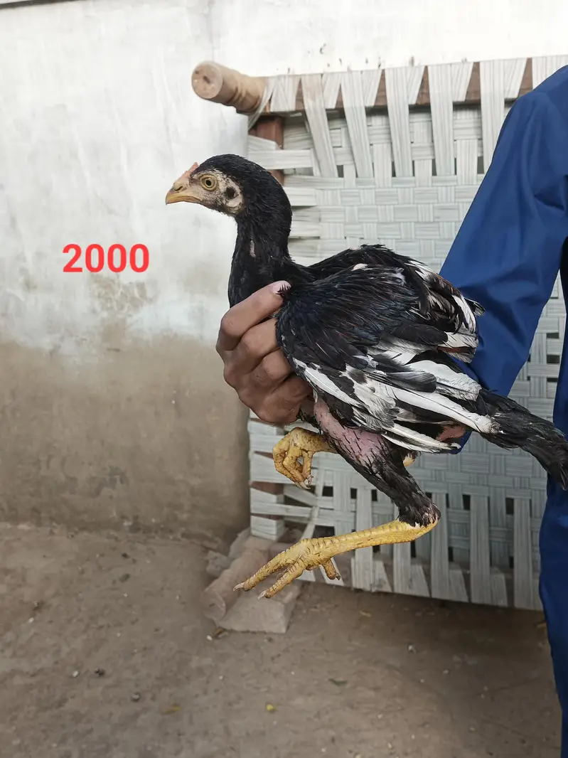 aseel quality chicks — photo 10