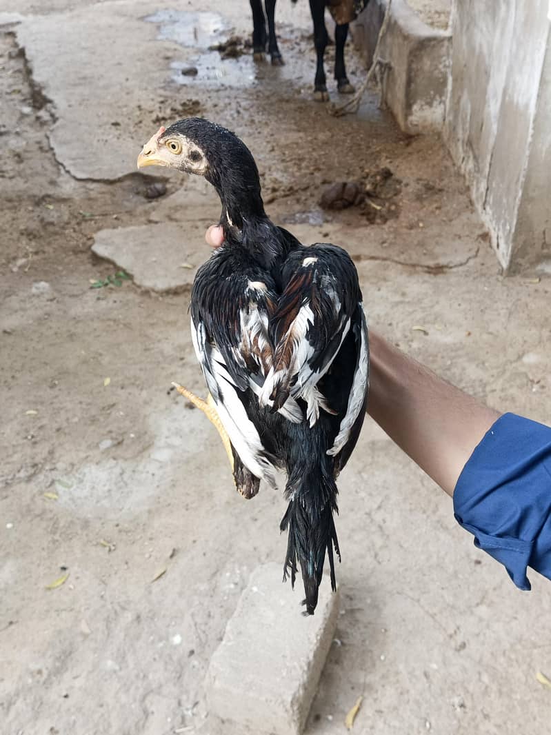 aseel quality chicks 10