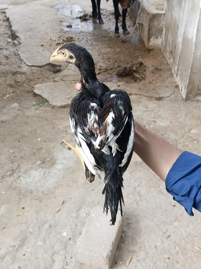 aseel quality chicks — photo 11