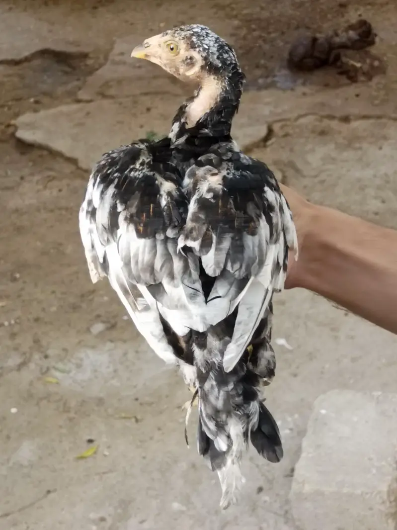 aseel quality chicks — photo 12