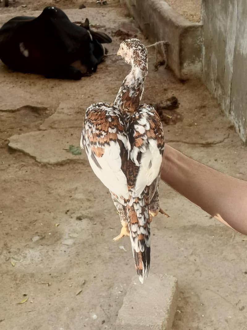 aseel quality chicks 12