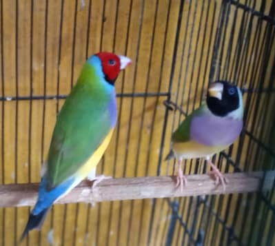 Lady Goldian Pair