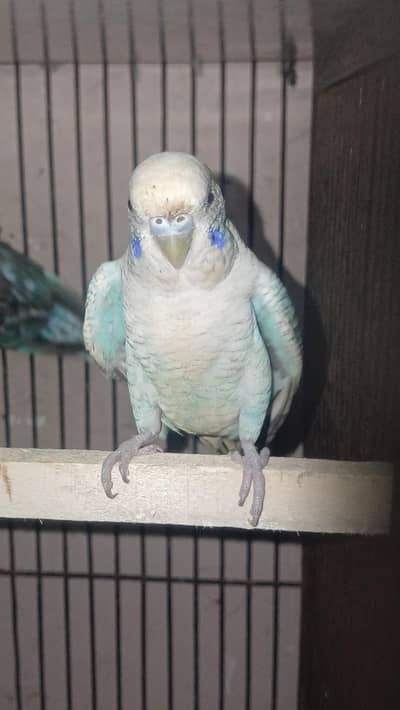 Blue black wing breeder pair