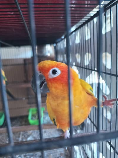 Sunconure Breeder