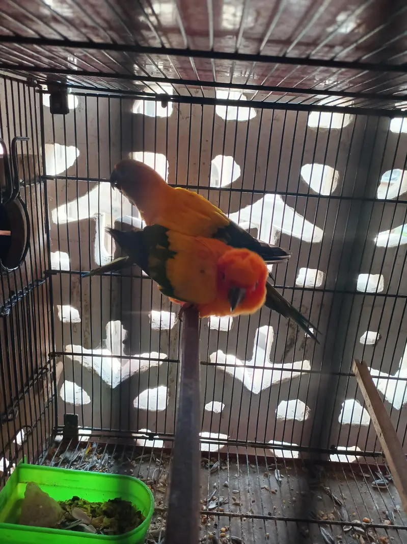 Sunconure Breeder — photo 2