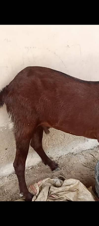 Bakra
