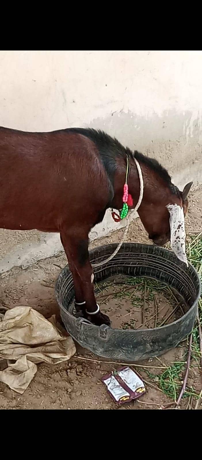 Bakra 1