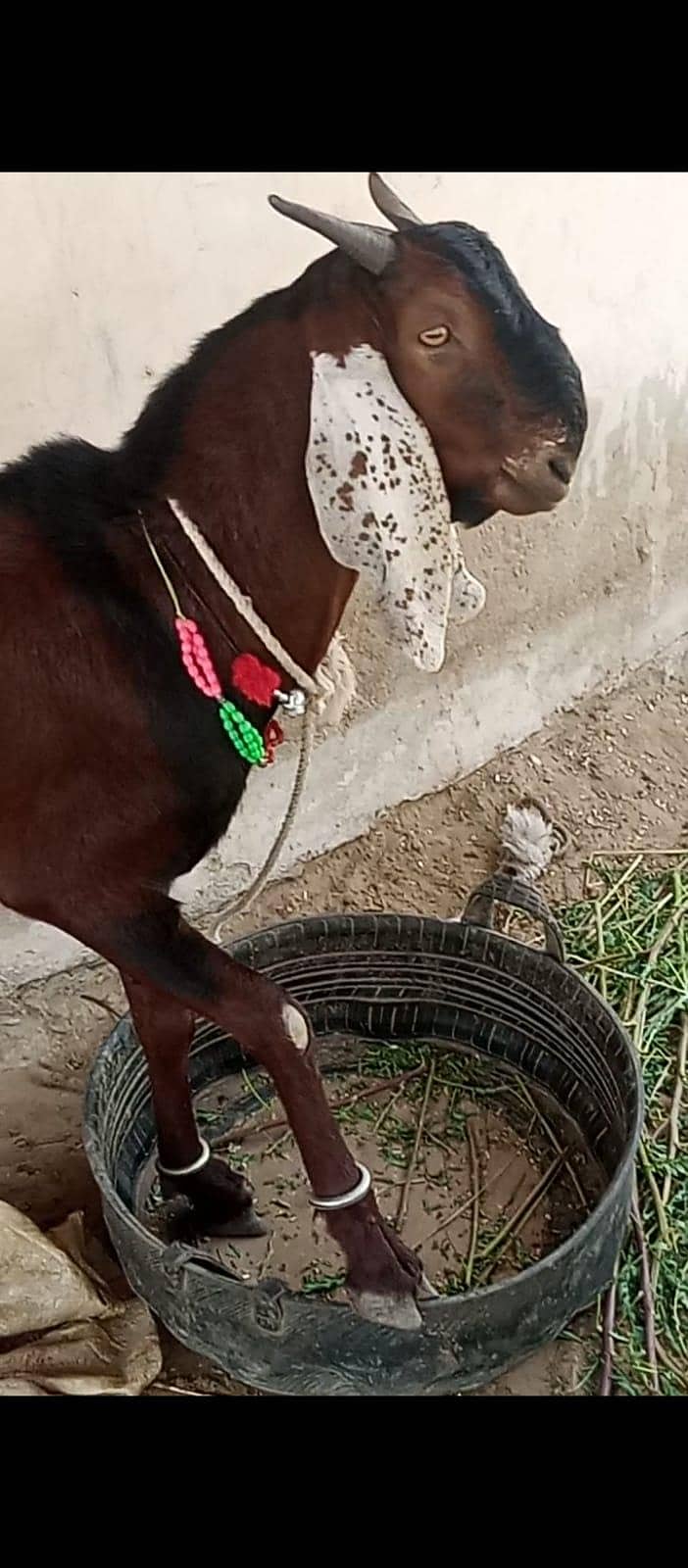Bakra 2