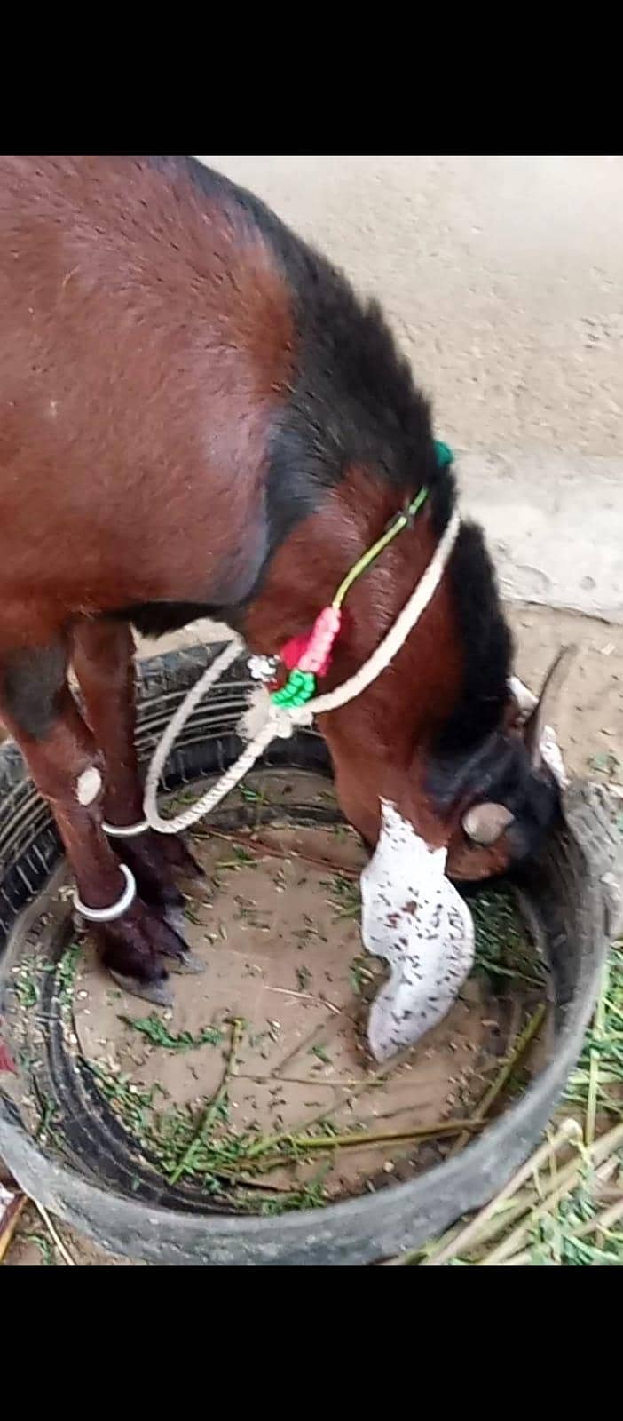 Bakra 3