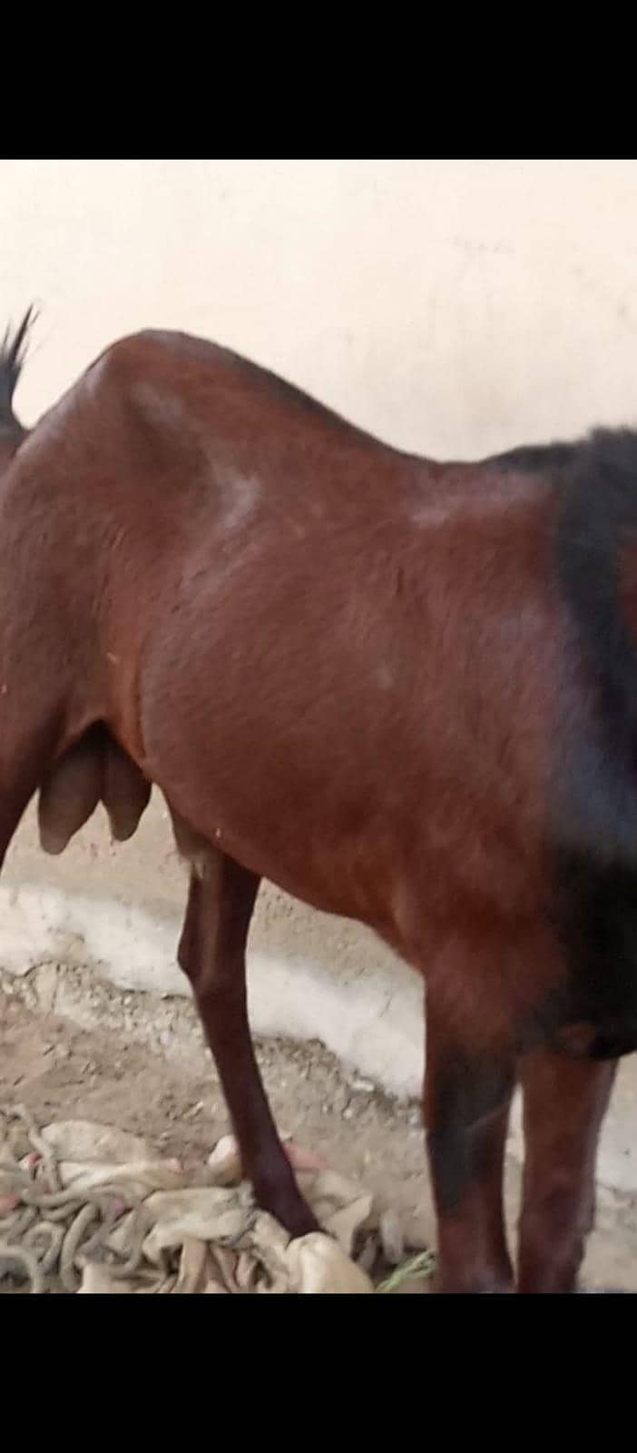 Bakra 4