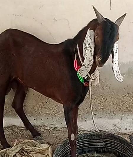 Bakra 5