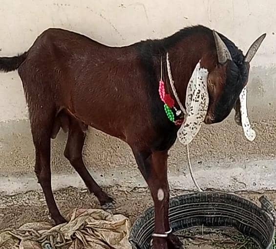 Bakra 6