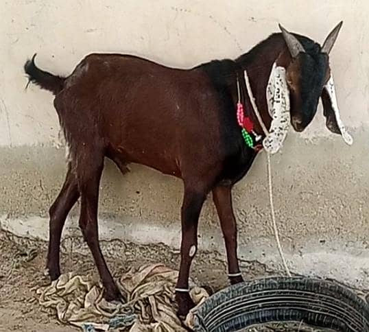 Bakra 7