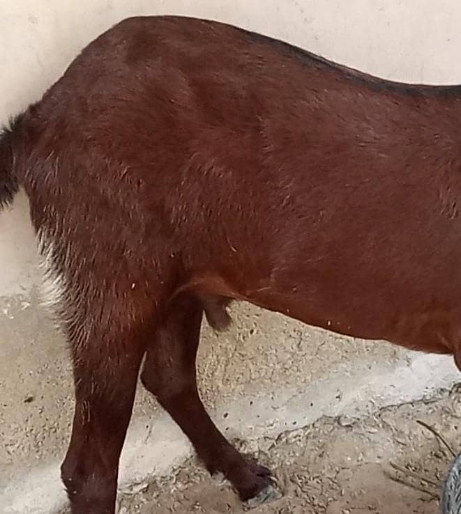 Bakra 8