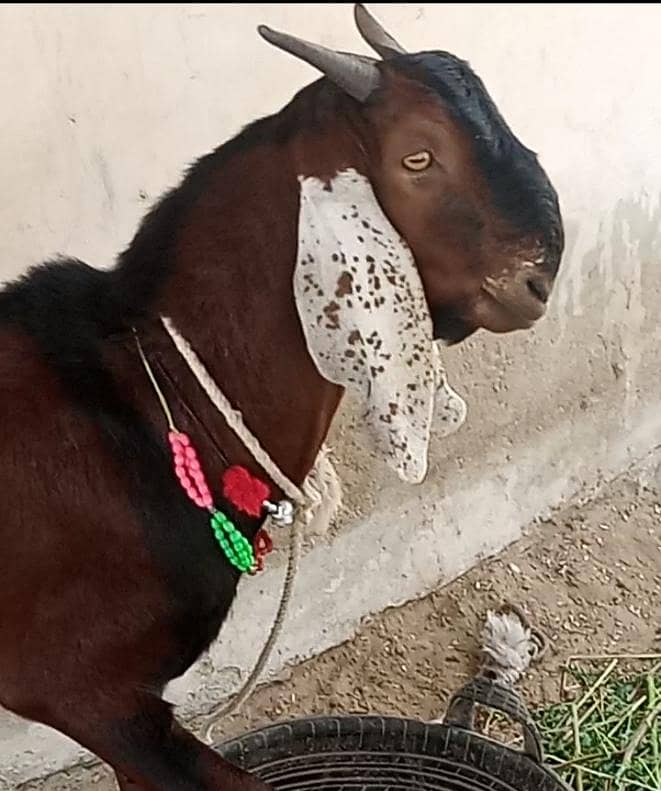 Bakra 9