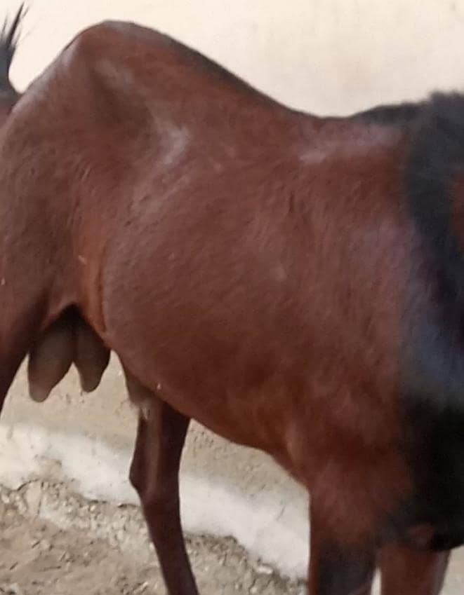 Bakra 10
