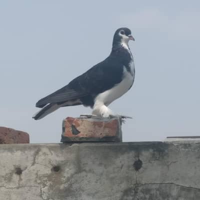 Sherazi fancy kabootar for sale