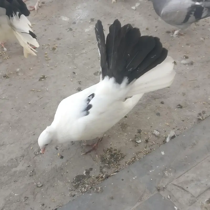 Sherazi fancy kabootar for sale — photo 8