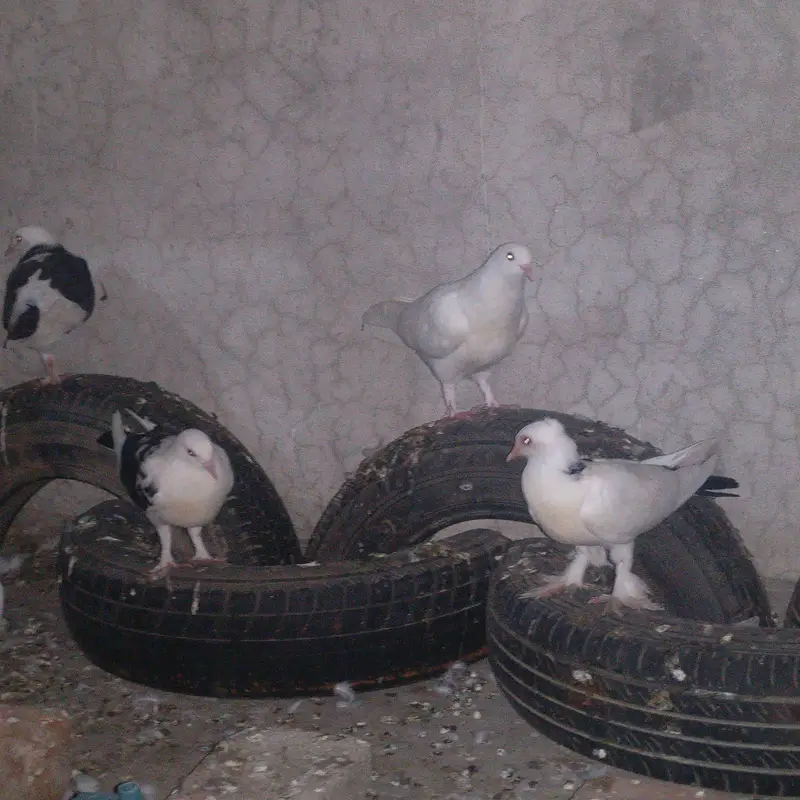 Sherazi fancy kabootar for sale — photo 9