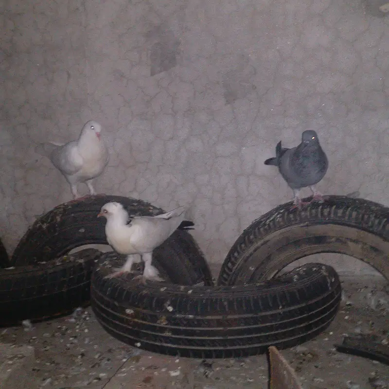 Sherazi fancy kabootar for sale — photo 10