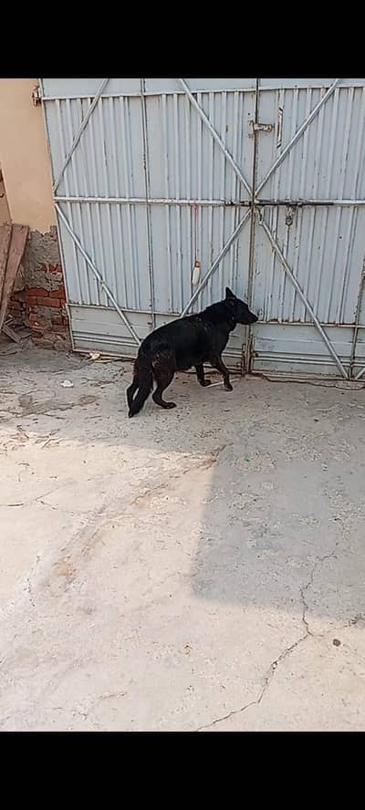 black shaferd female dog for sale 1 month and 15 days pragnent
