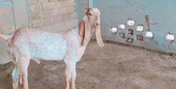 Bakra for sale urgent call_03256811956
