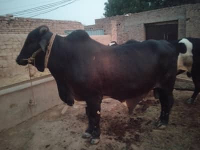 ball oxx barahman bareding