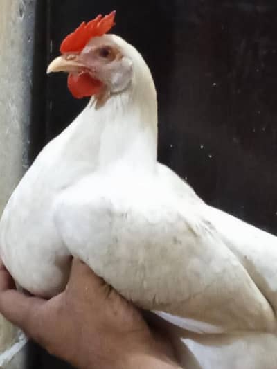Pure Desi Murgi