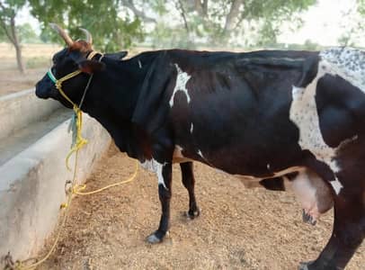 healthy cow aur sath ma us ka bacga bhi h milki cow hai