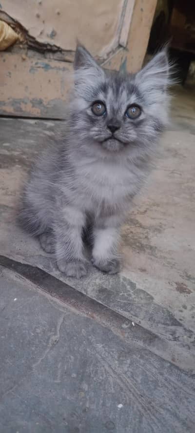 sale cat