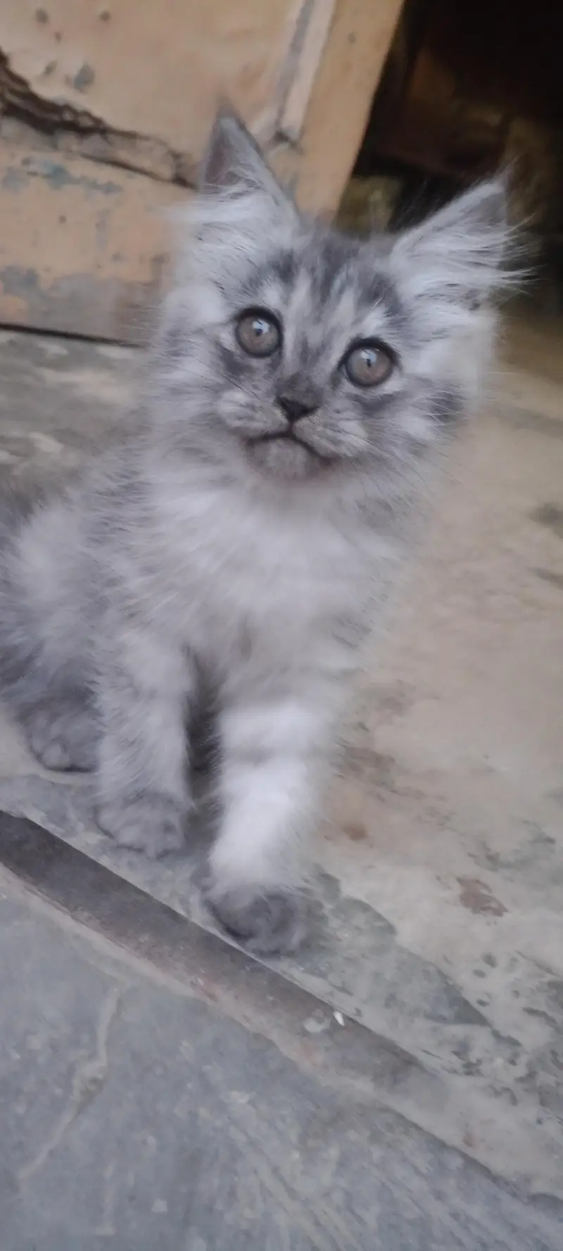 sale cat — photo 2
