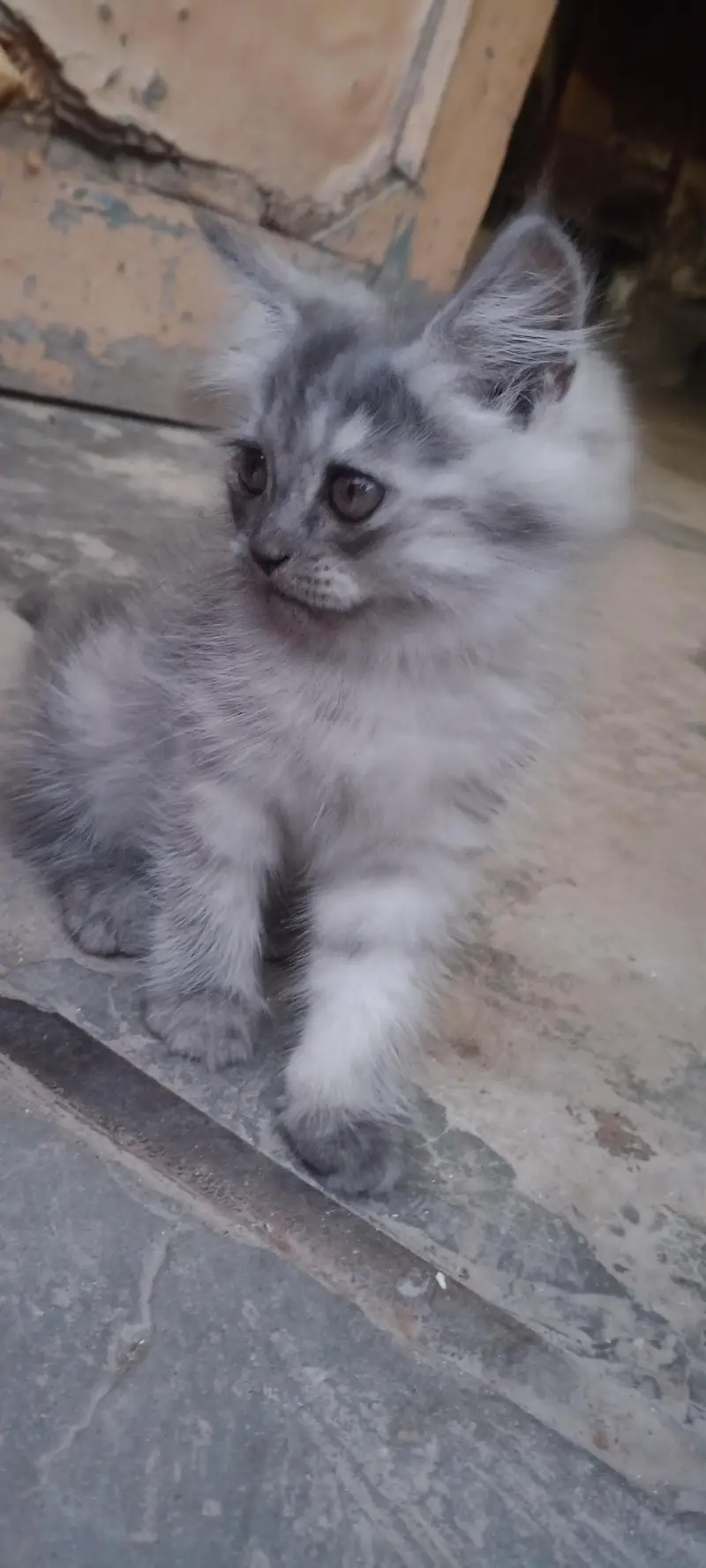 sale cat — photo 3