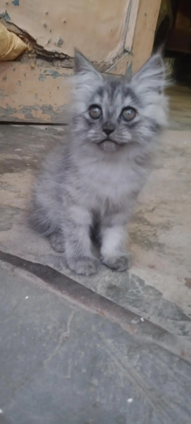 sale cat — photo 4