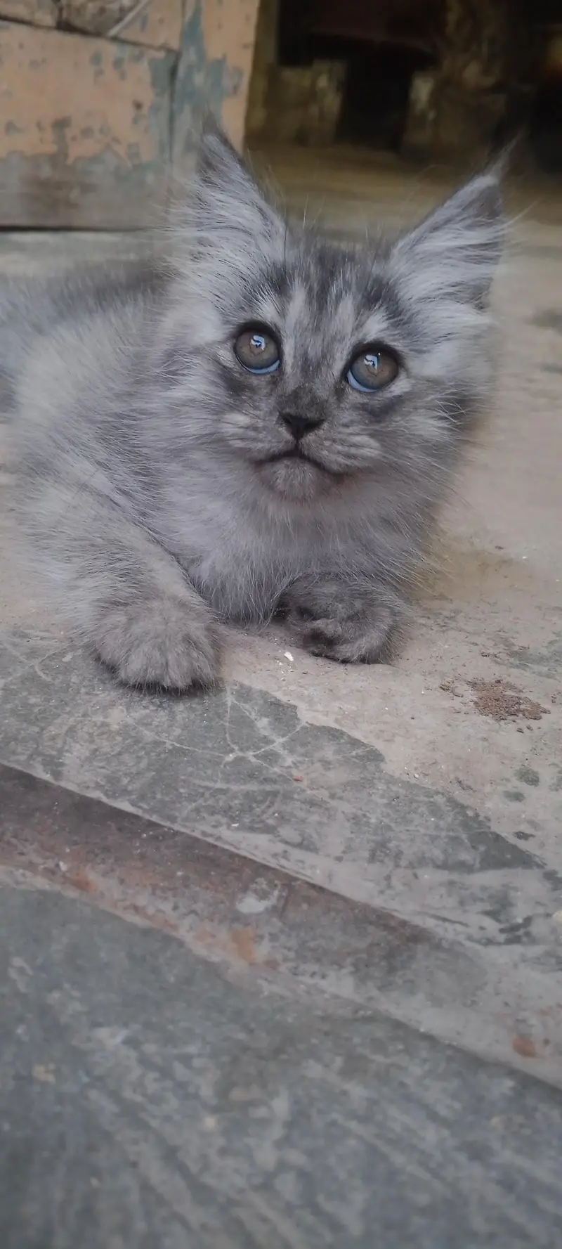 sale cat — photo 6