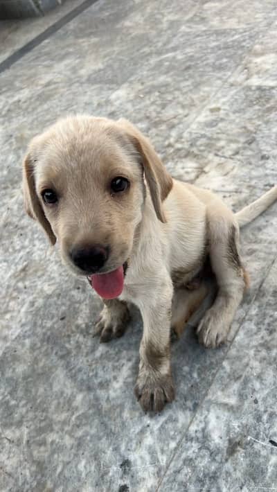 Labrador male pedigree