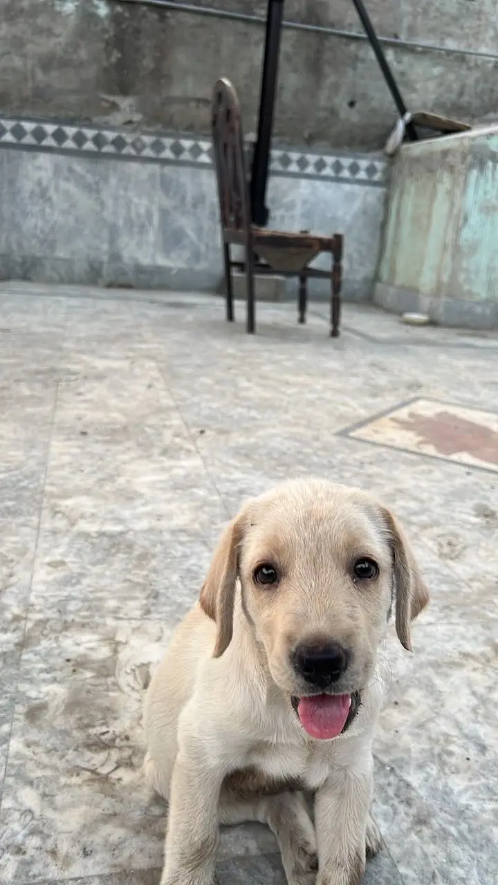Labrador male pedigree — photo 2