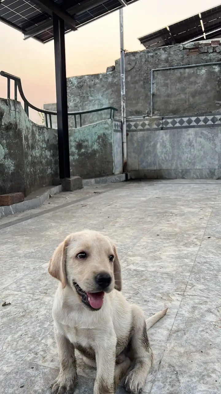 Labrador male pedigree — photo 3