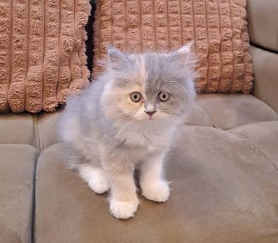 perisan kitten hy ik reh gyi he