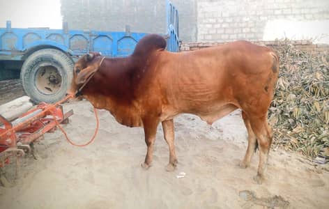 Healthy Dark Brown Male Bull