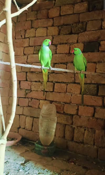Parrot