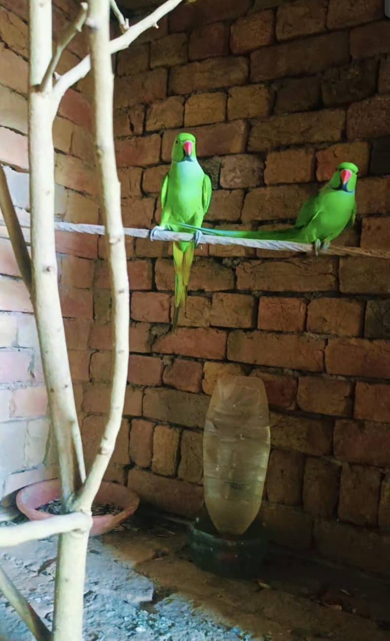 Parrot 1