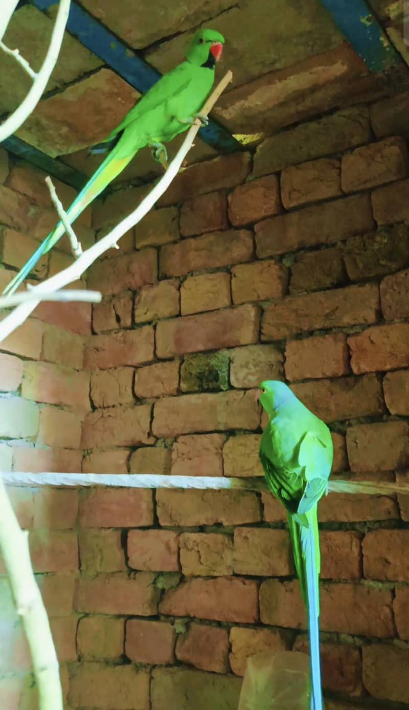 Parrot 2