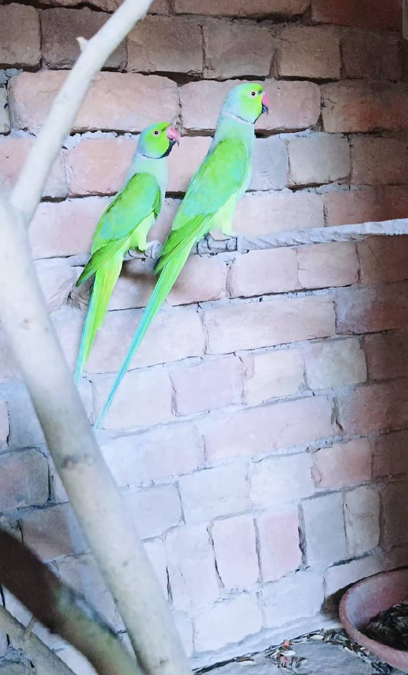 Parrot 3