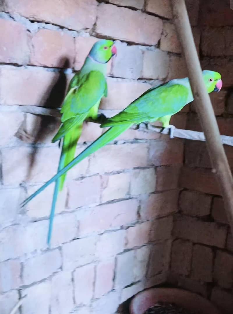 Parrot 4