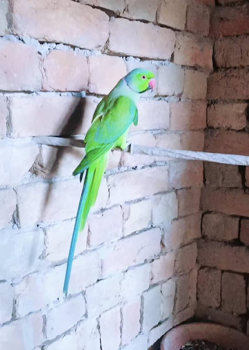 Parrot 5