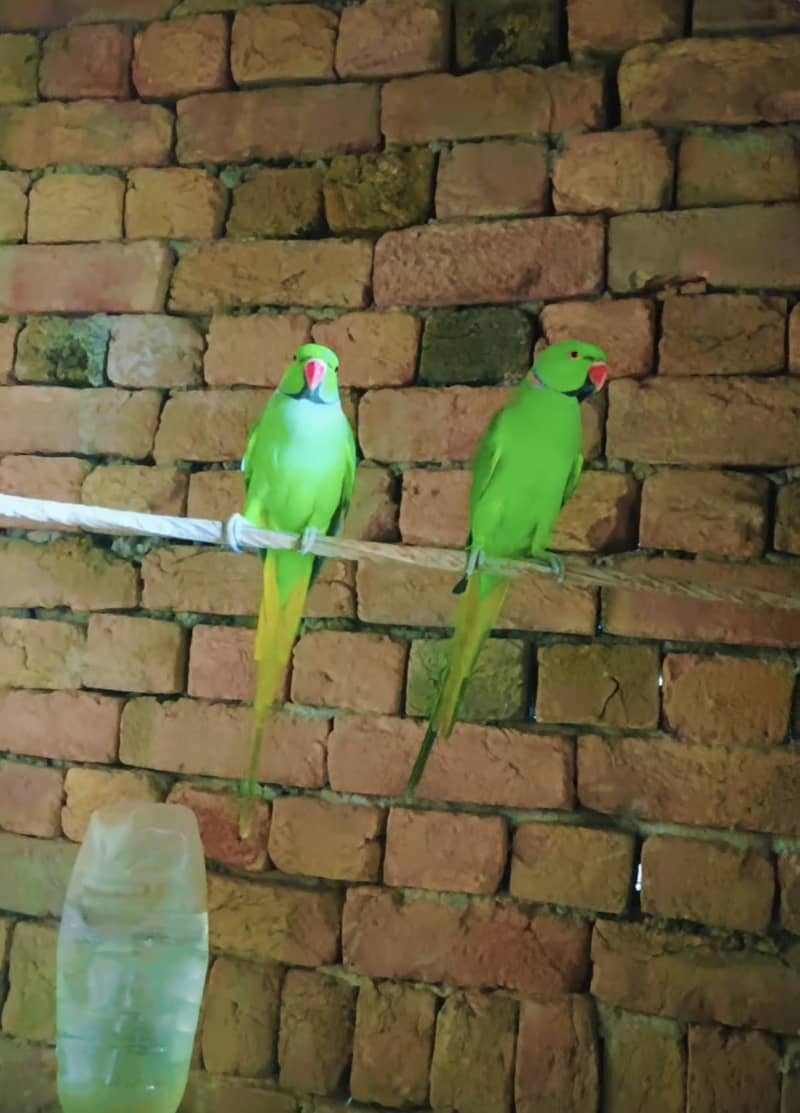 Parrot 6