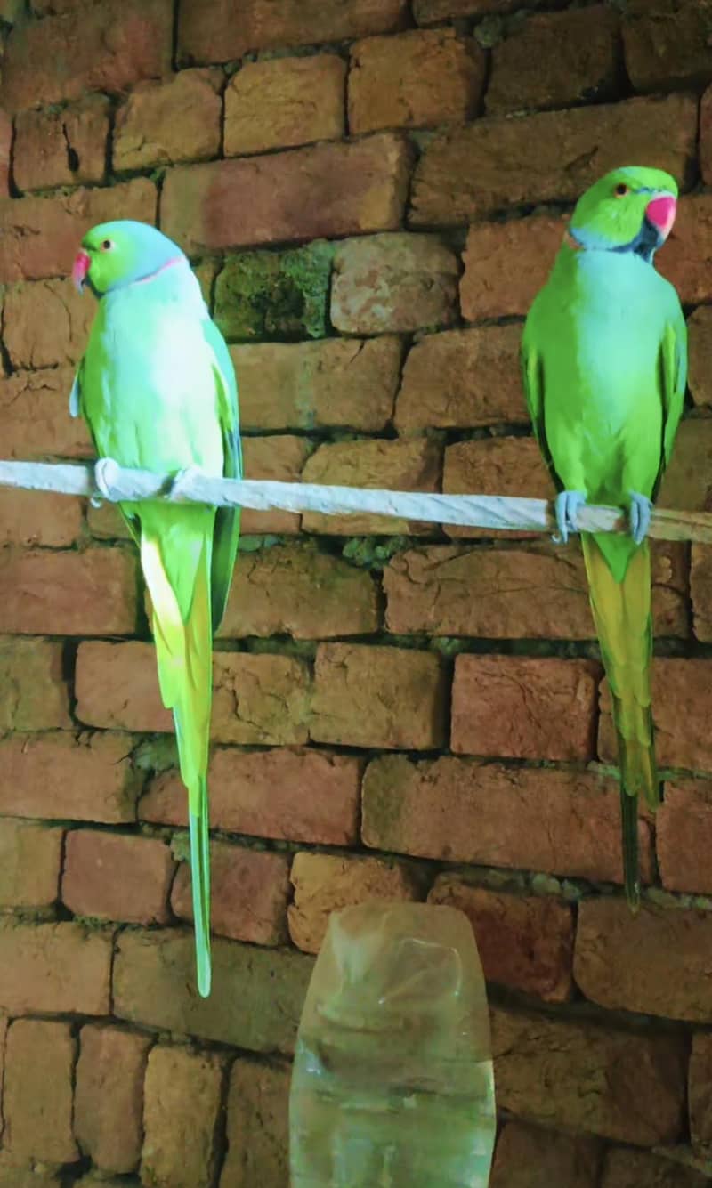 Parrot 7