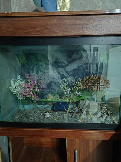 fish equarium